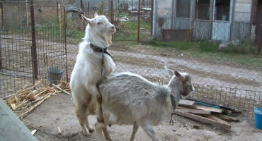 Jak poznat lov u kozy?